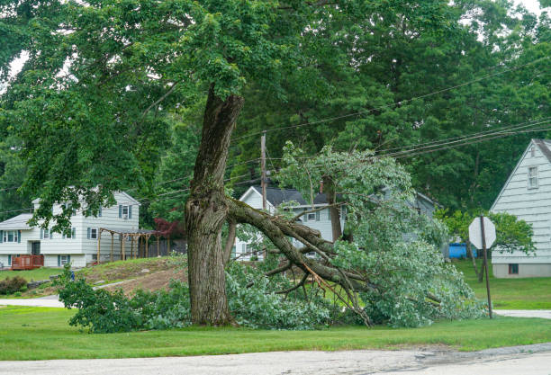  Hollymead, VA Tree Service Pros